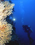 Gorgonian