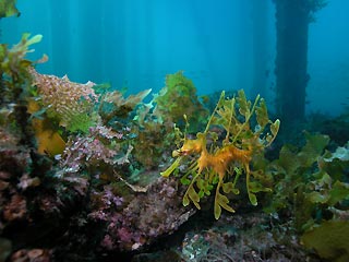 Underwater Forest