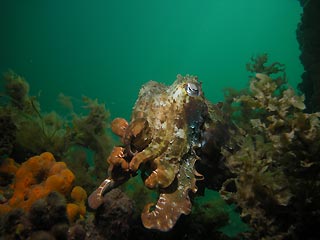 Cuttlefish