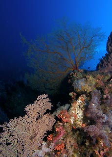 Underwater Garden