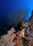 Underwater Garden