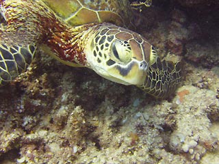 Green Turtle