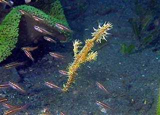 Ornate Ghostpipefish