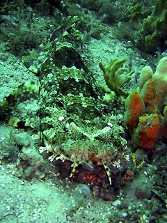 Wobbegong at Port Stephens