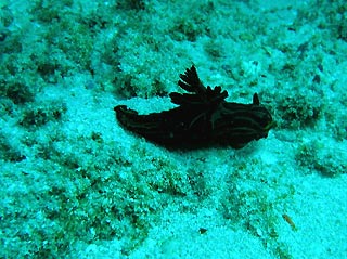 Black nudibranch