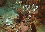 Lionfish