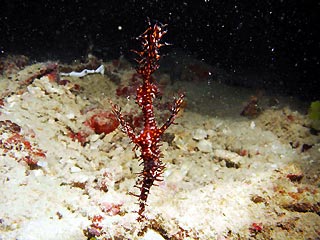 Ornate Ghost Pipefish