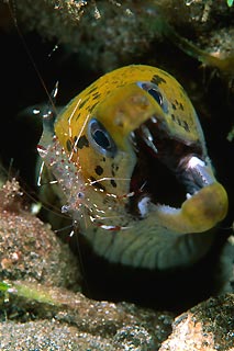 Moray and Shrimp