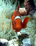 Spine-cheek Anemonefish, Twin Tunnels, Solomon Islands