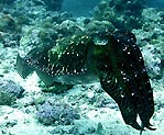 Cuttlefish, Twin Tunnels, Solomon Islands