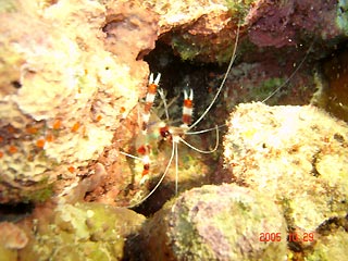 Hanging Upside Down