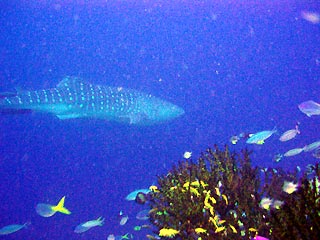 Rhincodon and Reef