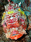 Scorpionfish