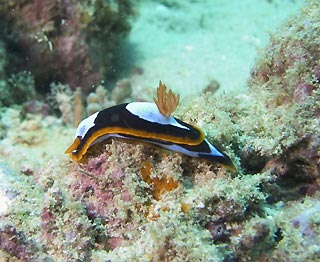 Chromodoris westralensis