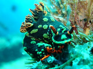 Nembrotha kubaryana