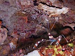 Banded Shrimp