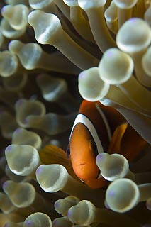 Anemonefish