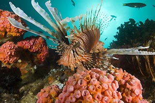 Lionfish