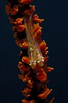 Whip Coral Gobies