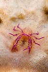 Hairy Squat Lobster