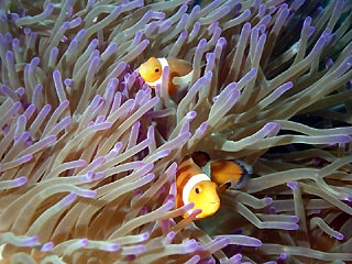 Clownfish