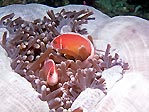 Pink Anemonefish