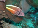 Forster's Hawkfish, Sulawesi