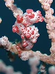 A pink Pygmy Seahorse (Hippocampus bargibanti) at Tanjung Tarabitan, Sulawesi