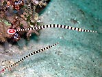 Juvenile Banded Pipefish, Sulawesi