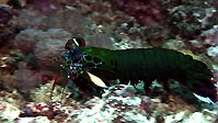 A Mantis Shrimp flashing its colours, Sulawesi