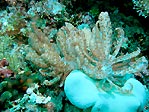 Phyllodesium longicirrum, a solar powered nudibranch, Sulawesi