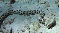 A Spotted Snake Eel looking for some food, Sulawesi