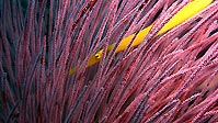 A yellow Trumpetfish hiding in coral, Sulawesi