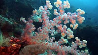 One of many beautiful soft coral trees, Sulawesi