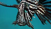 A Lionfish close-up, Sulawesi