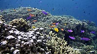 Anthias at a coral reef flat, Sulawesi