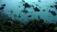 Silhouettes of Red Tooth Triggerfish, Sulawesi