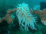 Tiger Anemone at 'Yellow Coco, Sulawesi