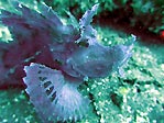 A Weedy Scorpionfish Sulawesi