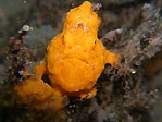 A pretty yellow Frogfish, Sulawesi