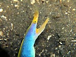 A blue Ribbon Eel at Police Pier, Sulawesi