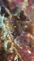 An yet undescribed black Pygmy Seahorse, Sulawesi