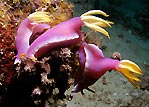 Hypselodoris bullocki