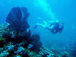 Underwater landscape at Toberua, Fiji