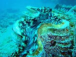 A giant clam at Toberua, Fiji