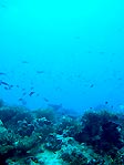 An underwater landscape at Toberua, Fiji