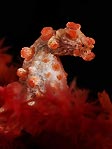 Red Pygmy in Indonesia