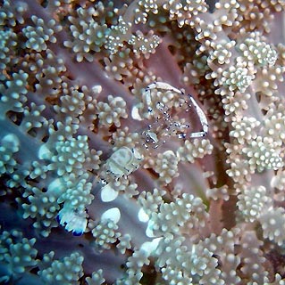 Anemone Shrimp