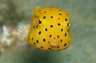 Yellow  Boxfish