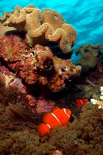 Spine-cheek Anemonefish